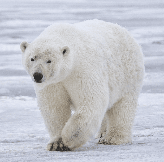 How fast can a bear run - Polar Bear
