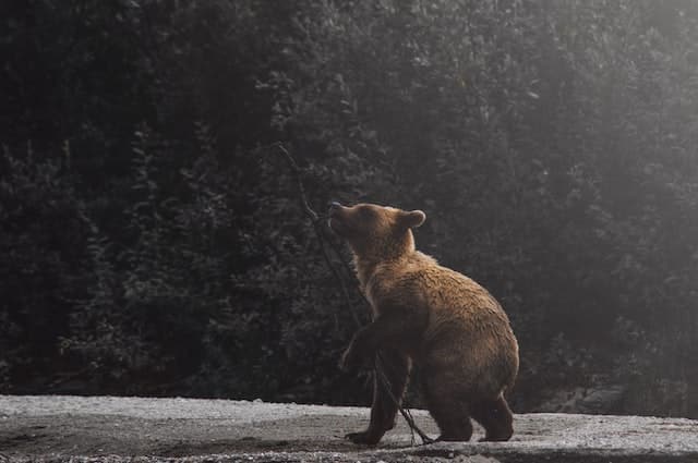 Do Bears Eat Honey