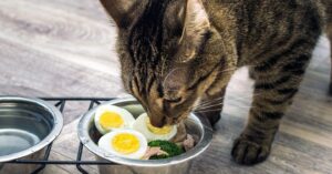 how to cook eggs for cats