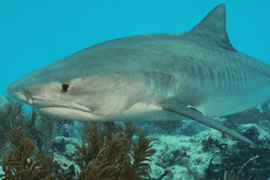 how big is a lemon shark