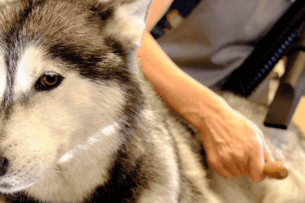 Can You Shave a Husky