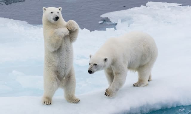 What Color Is Polar Bear’s Skin