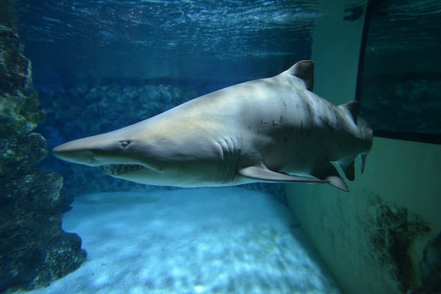How deep do great white sharks swim