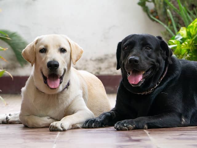How Long Do Labs Live