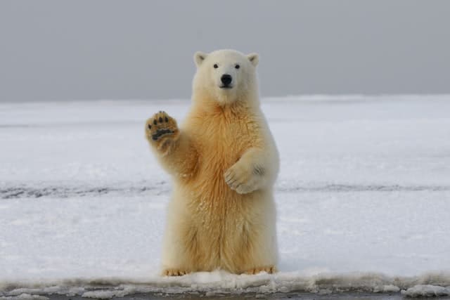 polar bear bite force