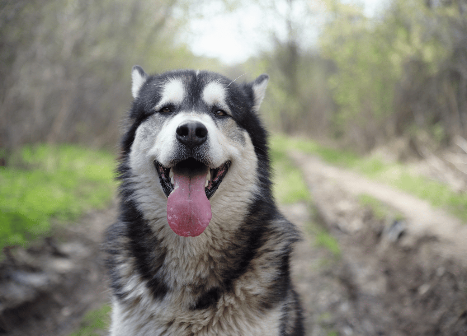 black and white dog breeds - Alaskan Malamute