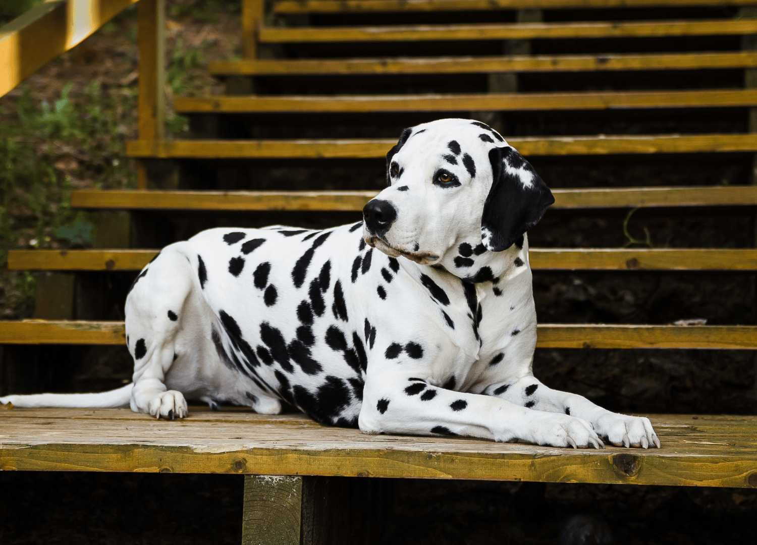 black and white dog breeds - Dalmatian