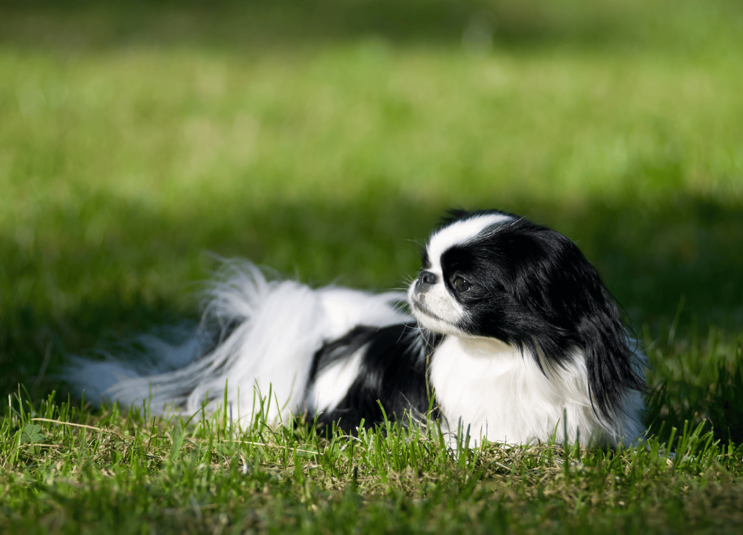 black and white dog breeds - Japanese Chin