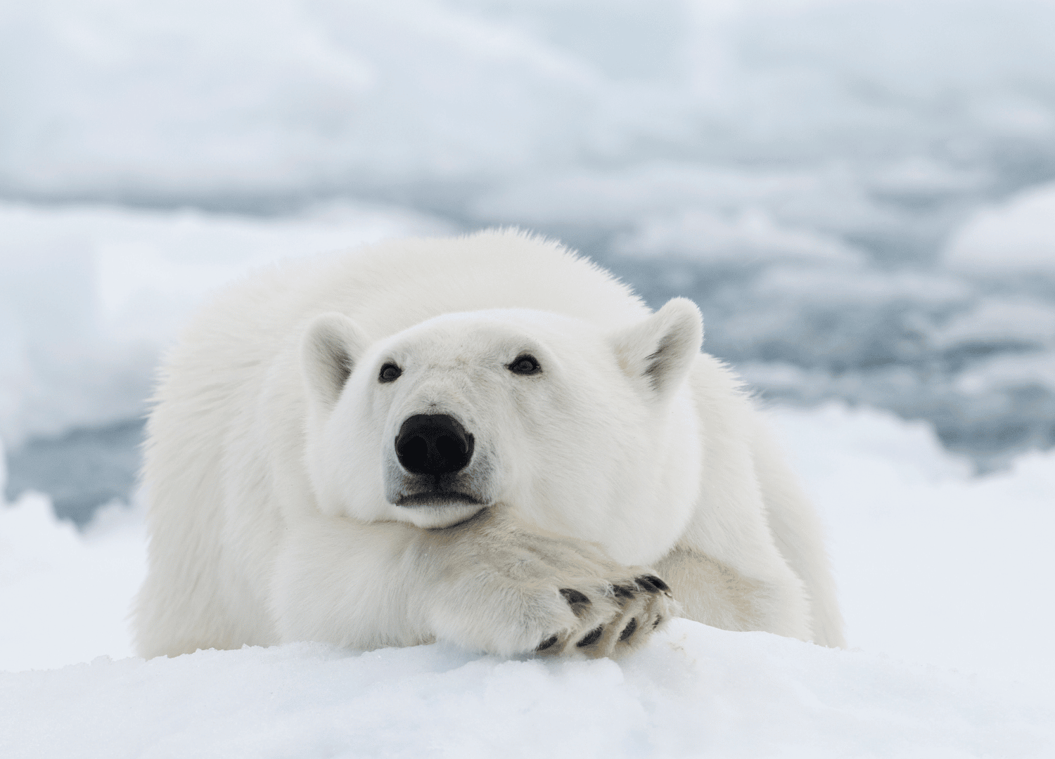 What Color Is Polar Bear Skin