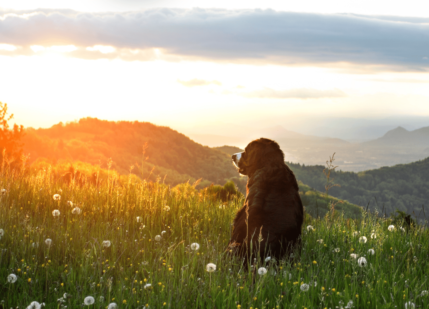 black and white dog breeds - Bernese Mountain Dog