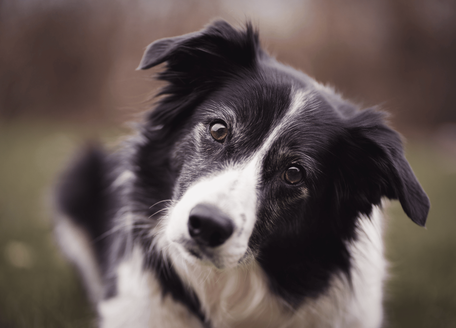 black and white dog breeds - Border Collie