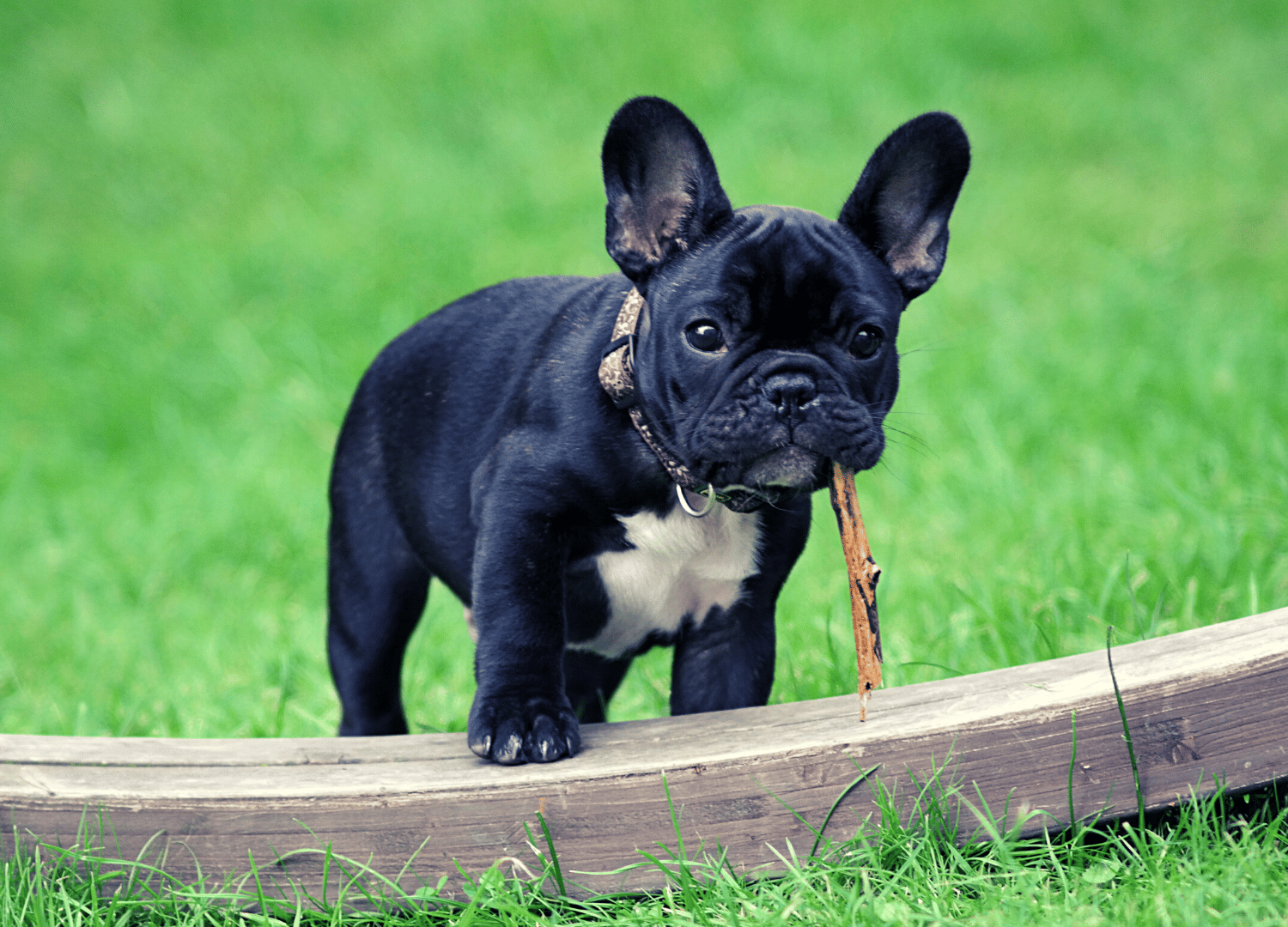 black and white dog breeds - French Bulldog