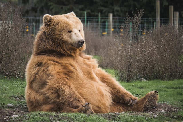 How much does a bear weigh