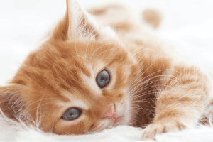 Cheapest Cat Breeds