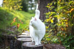 a white cat in the woods