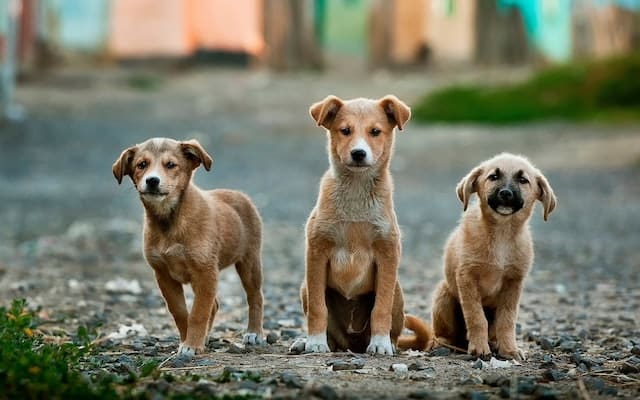 What Age Can You Breed a Female Dog