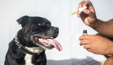 what age can you give a puppy cbd