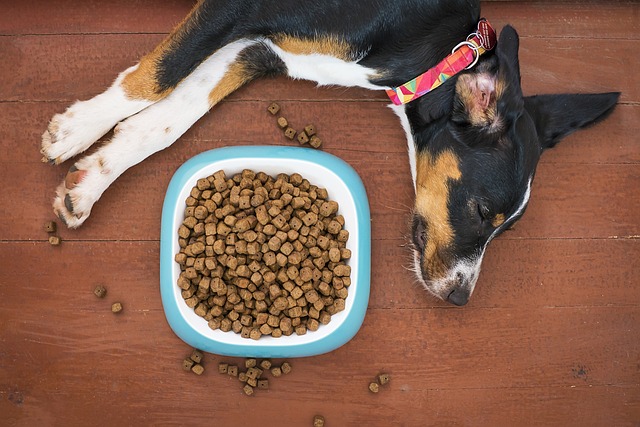What to Put in Dog Food to Stop Them From Eating Poop