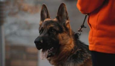 military police dog breeds