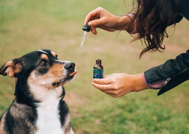 how long does cbd stay in dogs system