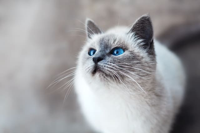 blue cat eyes