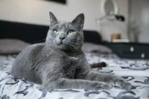a blue cat laying on the bed