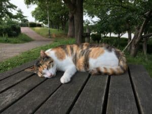 a calico cat relaxing on a porch