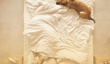 why do dogs sleep at your feet